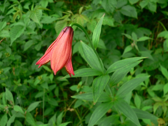 {Lilium grayi}